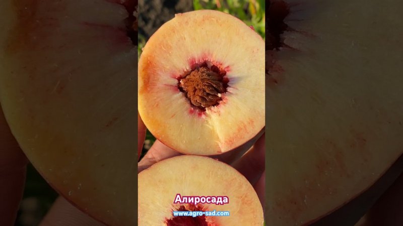 Топ сорт на начало августа - персик Алиросада на Кубани