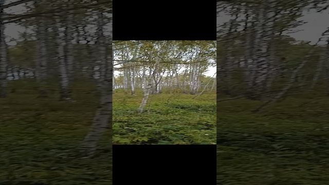 Найди хаски
