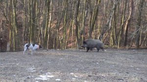 Притравка дратхаара по кабану