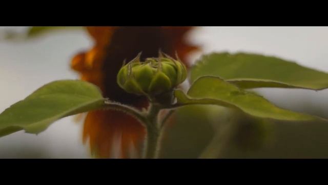 sony a65 video-test смотреть онлайн