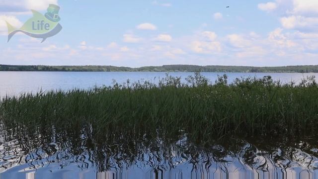 Если дует этот ветер осенью - скорее на водоем за щукой будет жор! Секреты ловли щуки в осенью. смотреть онлайн