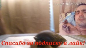 Ахатины, Ахатина гигантская, Ахатиниды, Брюхоногие. Касметика, питомцы, еда)))