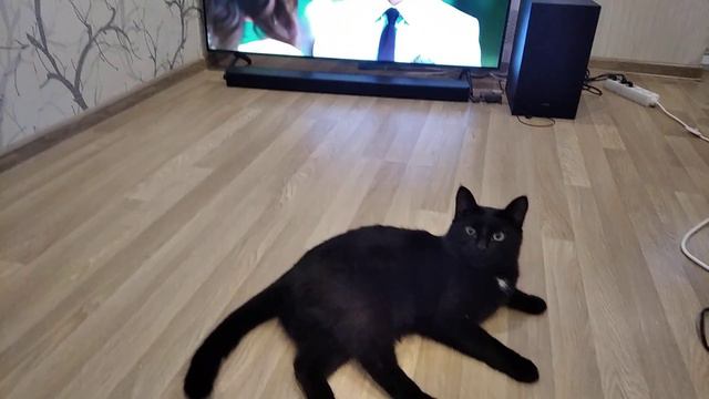 24.08.2022 Смотрим со Светой дорамку на фоне Перчика / зачем вам телевизор , у вас есть кот смотреть онлайн