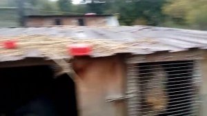 Как избавится от грязи в загоне у гусей и уток и многое другое.