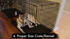 10 Things YOU NEED TO HAVE When You Get A Husky Puppy! [UPDATED GUIDE FOR BEGINNERS]