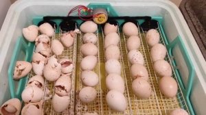 ИНКУБАЦИЯ ИНДЮКОВ.СУПЕР РЕЗУЛЬТАТ.  ВСЁ ЧТО НУЖНО ЗНАТЬ ДЛЯ ОТЛИЧНОЙ ИНКУБАЦИИ. ИНКУБАТОР ТЕПЛУША.?