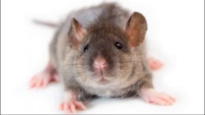Декоративные крысы|Виды декоративных крыс|Популярные Виды крыс для дома|Крысы|Rats|Rat breeds
