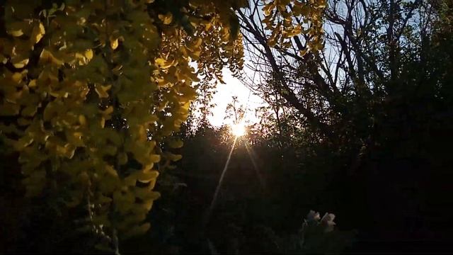 Элитная жёлтая акация смотреть онлайн