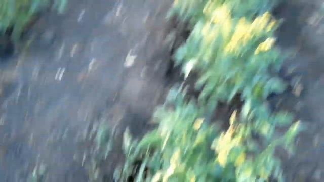 Раннее утро, Иду на огород, Обзор Огорода, Картофель