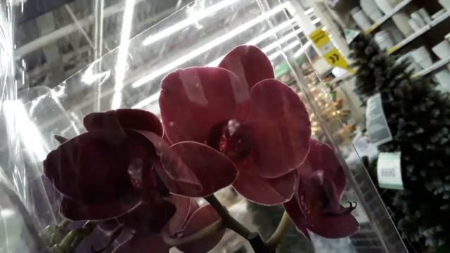 ОРХИДЕИ Леруа Мерлен Руставели Санкт - Петербург 31 декабря 2021 смотреть онлайн