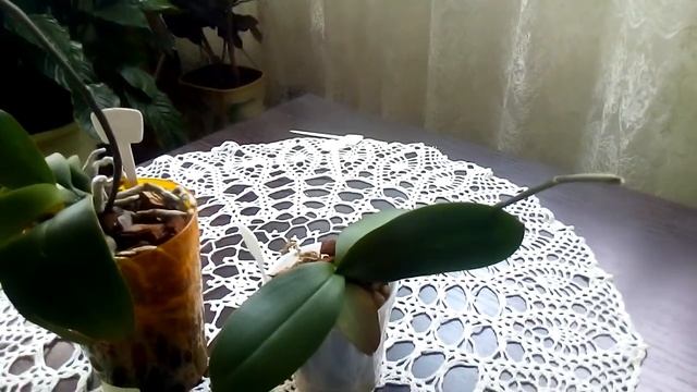 Пересорт! Обидно,но ничего не поделаешь! смотреть онлайн