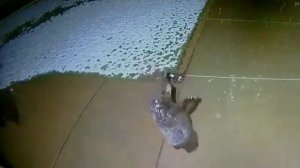 Медвежонок ловит снежинки