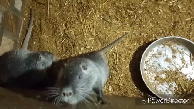 КОГДА БАБУЛЯ ДНЕМ РАЗРЕШИЛА НЕ СПАТЬ))))))))) смотреть онлайн