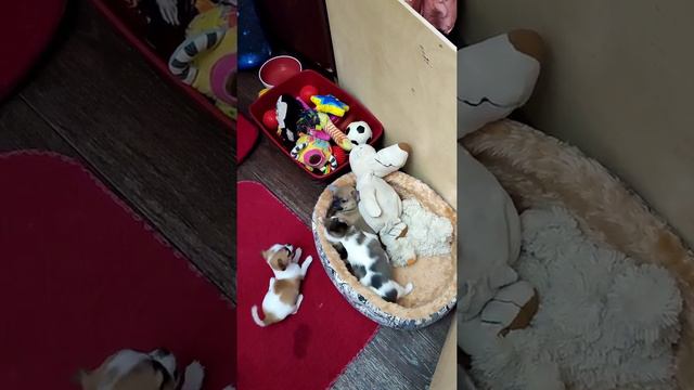 чем занимаются щенки в свободное от сна время смотреть онлайн