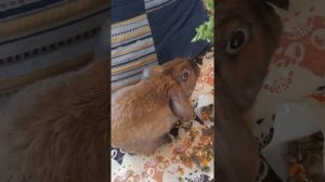 Самое смешное видео про кроликов , безумный кролик