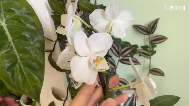 Мой цветочный подоконник: калатеи, хойи, орхидеи. смотреть онлайн