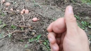 Сарпо Мира, как вырастить семенные клубни на продажу!