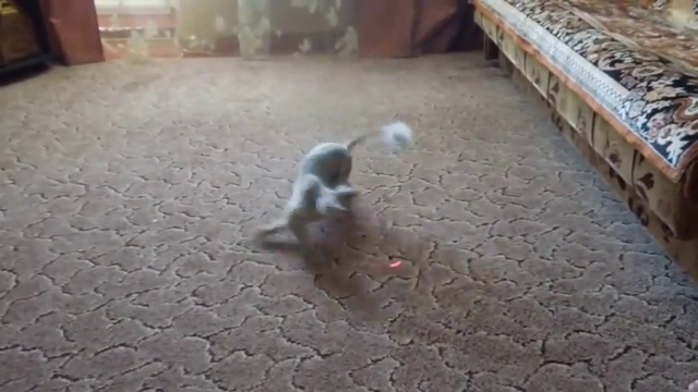 Вскружили голову котику