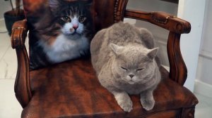 Счастливые семьи. Вячеслав и Елена Виноградовы.mp4