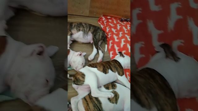 СОН И ТИШИНА ДАННАЯ НА ЧАС. Щенки Американского Бульдога Кубы. Возраст: 2 месяца. 21.01.2021. смотреть онлайн