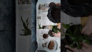 Пересадка и деление декабриста.