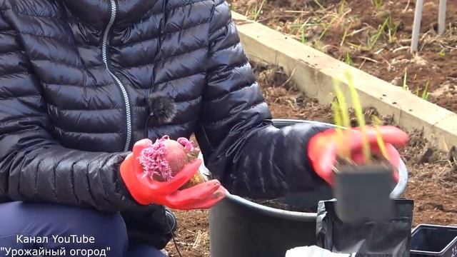СРОЧНО ПОСАДИТЕ КАРТОФЕЛЬ ВЕСНОЙ ЭТИМ СПОСОБОМ! РЕЗУЛЬТАТ УДИВИТ ВСЕХ!
