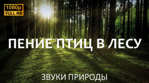 Успокаивающие звуки природы | для сна учебы расслабления | Пение птиц | Лес | Медитация | Релакс