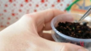 фикус ракемоза из семян личный опыт выращивания / пополнение коллекции