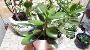 ТОЛСТЯНКА! Зимний полив! Белые точки на листьях.