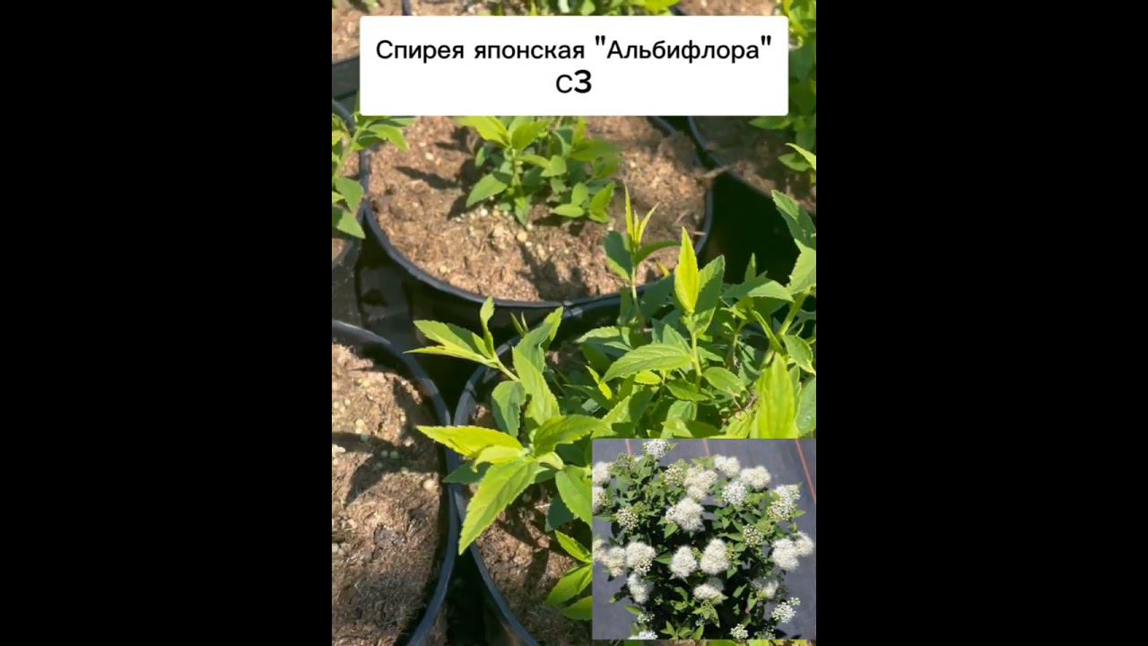 СПИРЕЯ ДЛЯ ВАШЕГО САДА #дача#сад#саженцыпочтой #огород #shortvideo#цветы#ландшафтныйдизайн#новинка