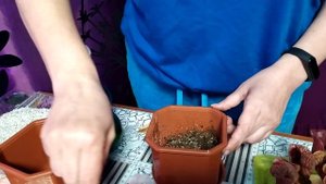 Растения-хищники на подоконнике.Пересадка Саррацении Пурпурной Венозы.