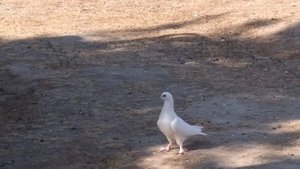 #Pigeons #Baku  Голуби Баку 1-я Поездка!