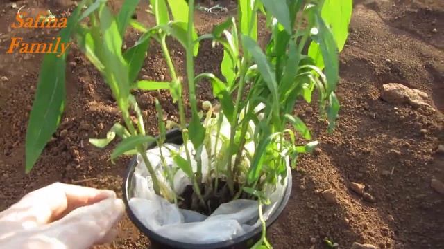 ФЛОКСЫ ТРИ ЦВЕТА РАЗМНОЖЕНИЕ, УХОД  МНОГОЛЕТНИЕ, АРОМАТНЫЕ ЦВЕТЫ