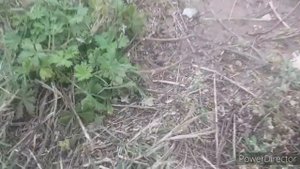 Поиск Золота и монет в центре города Тольятти КОП 2020 поиск без металлоискателя