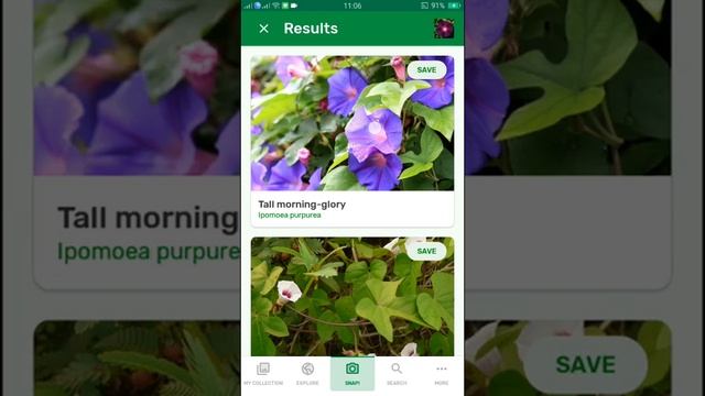 PlantSnap identifies a Tall morning-glory (Ipomoea purpurea)