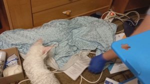 У кошек клещ((? Наше лечение???