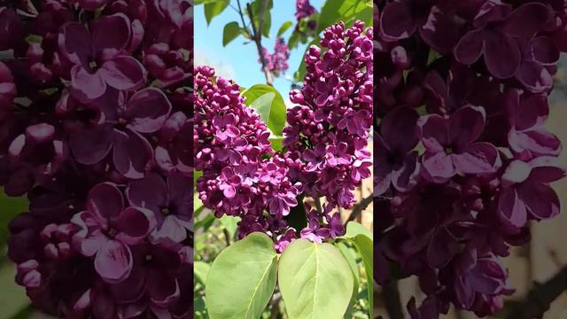 РАСЦВЕЛА СИРЕНЬ В МОЁМ САДОЧКЕ.... смотреть онлайн