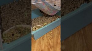 Свист морской свинки