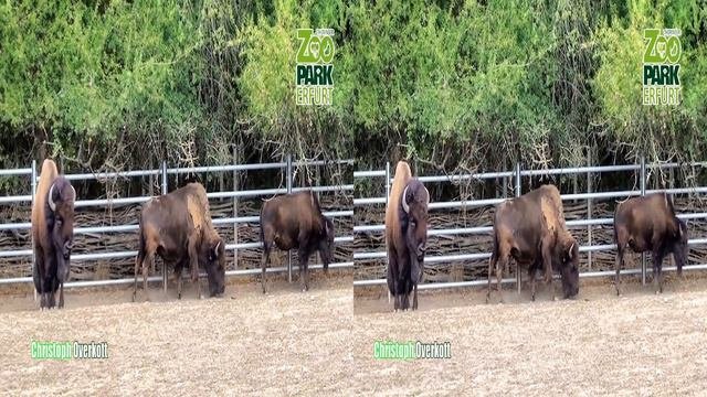 3D Video - Thüringer Zoopark Erfurt - Erfurt Zoo - 4K UHD 3D SBS VR TV