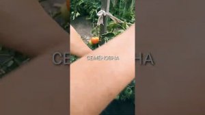 Ах Семёновна. томат.
