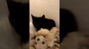 Черный Котенок