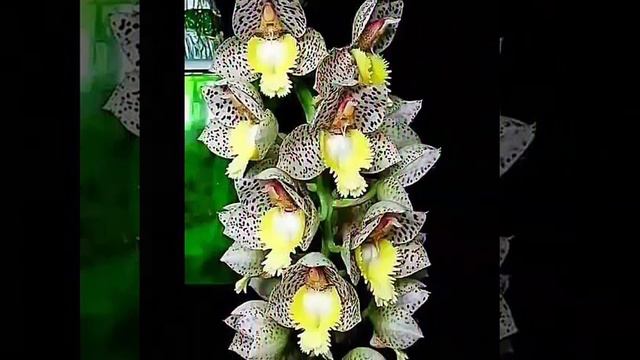 С Добрым утром! Моим друзьям! смотреть онлайн