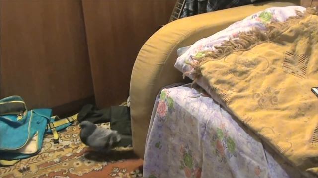 Ворона и "ХОМЯКИ" смотреть онлайн