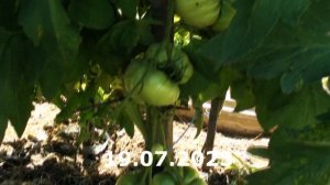 Томат Желтый Доктора Виче хороший выбор для вашей дачи