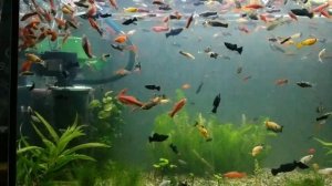 06.09 Изготовление фарша и кормление аквариумных рыбок..mp4