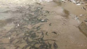 Ловля мойвы (уйка) на побережье Охотского моря , июнь Магадан(2)