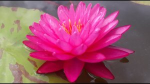 Нимфея Bangkok Fuchsia (Фуксия Бангкока) кувшинка, waterlily, водные растения, пруд