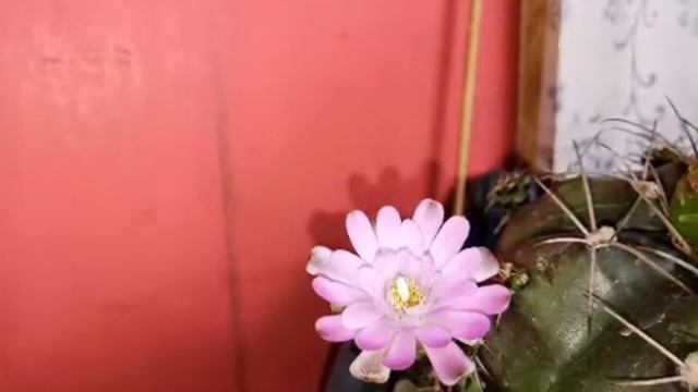 Timelapse Gymnocalycium damsii var tucavocense flower смотреть онлайн