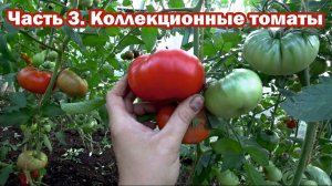 Обзор коллекционных томатов - 3