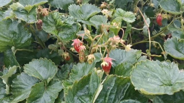 #земклуникакупчиха КУПЧИХА в Приморье обзор